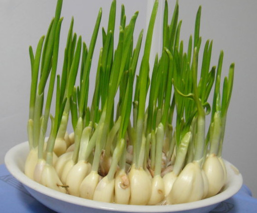 蒜苗是發(fā)物嗎？蒜苗是不是發(fā)物