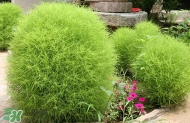 掃帚菜怎么吃？掃帚菜做法