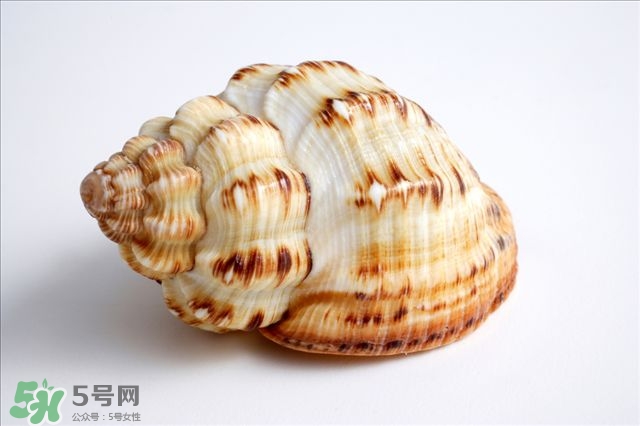 海螺的尾部能吃嗎？海螺的尾巴可以吃嗎