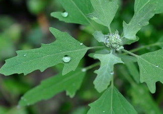 灰菜能生吃嗎？灰菜怎么做好吃