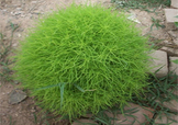 掃帚菜怎么吃？掃帚菜做法