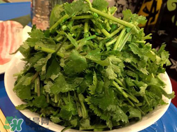 四月份可以種香菜嗎？四月份還能種香萊嗎？