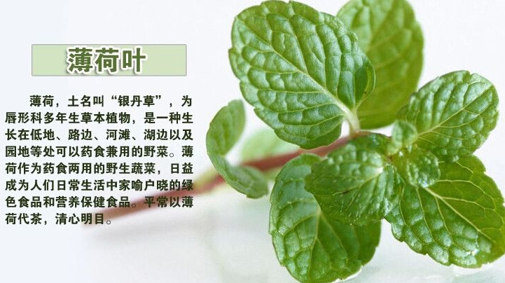薄荷葉怎么吃？薄荷葉的吃法