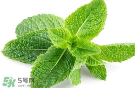 薄荷葉能生吃嗎？薄荷葉可以生吃嗎