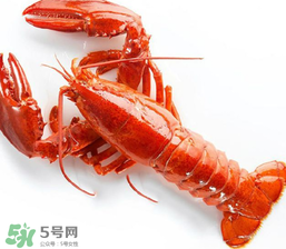 龍蝦怎么養(yǎng)不會(huì)死？大龍蝦怎么養(yǎng)不會(huì)死？