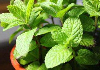 薄荷能放臥室嗎？薄荷能不能放臥室
