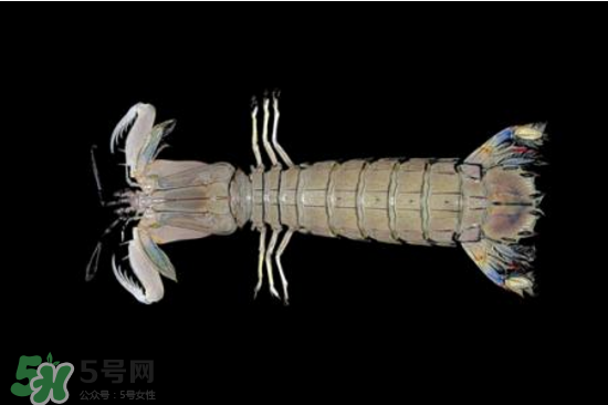 皮皮蝦有黃嗎？皮皮蝦什么時(shí)候有黃？