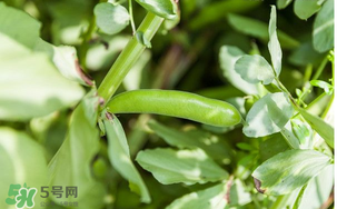 什么人不能吃蠶豆？吃蠶豆的禁忌人群