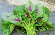 莧菜怎么種？莧菜如何種植