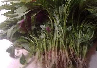 汗菜怎么摘？汗菜怎么擇