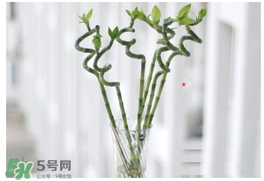 富貴竹葉子發(fā)黃怎么辦？富貴竹怎么養(yǎng)才能更旺盛？