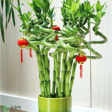 富貴竹有毒嗎？富貴竹有什么作用？