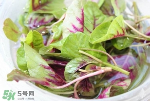 莧菜怎么洗？莧菜怎么擇