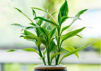 富貴竹可以和百合一起養(yǎng)嗎？富貴竹可以和什么花養(yǎng)？