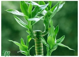 富貴竹葉子發(fā)黃怎么辦？富貴竹怎么養(yǎng)才能更旺盛？