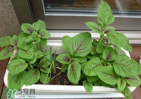 莧菜怎么種？莧菜如何種植