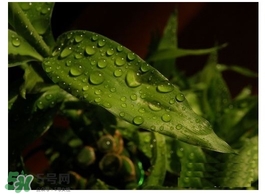 富貴竹葉子發(fā)黃怎么辦？富貴竹怎么養(yǎng)才能更旺盛？
