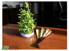富貴竹葉子發(fā)黃怎么辦？富貴竹怎么養(yǎng)才能更旺盛？