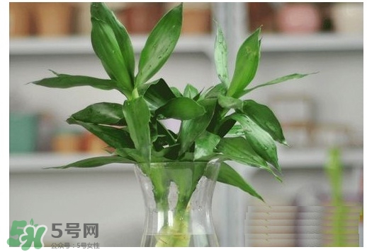 富貴竹葉子發(fā)黃怎么辦？富貴竹怎么養(yǎng)才能更旺盛？