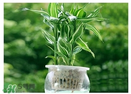 富貴竹葉子發(fā)黃怎么辦？富貴竹怎么養(yǎng)才能更旺盛？