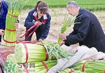 蒜苔頭能吃嗎？蒜苔頭可以吃嗎