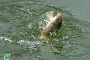 谷雨怎么釣魚？谷雨前后釣魚技巧