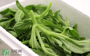 冰菜什么人不適宜吃？冰菜什么體質(zhì)不能吃？