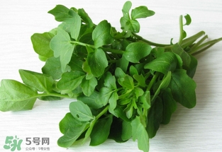 西洋菜是什么菜？西洋菜是什么樣的