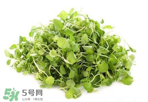 西洋菜怎么吃？西洋菜怎么做好吃