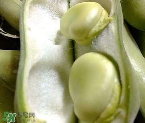 蠶豆多少錢一斤？蠶豆多少錢一斤2017？