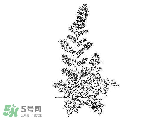 白蒿能生吃嗎？白蒿能不能生吃？