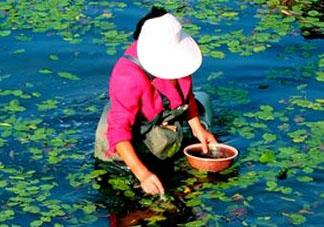 莼菜是什么菜？莼菜是荷葉嗎？