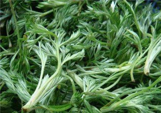 白蒿能治黃疸嗎？白蒿水可以治黃疸嗎？