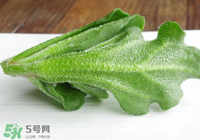 冰草不能和什么一起吃？冰草不能和什么同時吃？