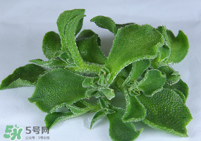 冰草可以放冰箱嗎？冰草能用冰塊保存嗎？