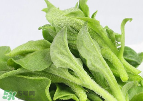 冰草可以放冰箱嗎？冰草能用冰塊保存嗎？