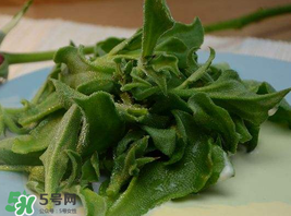 冰草多少錢一斤？非洲冰草多少錢一斤？