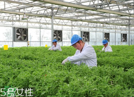 ?冰草為什么會(huì)酸？冰草為什么是酸的？