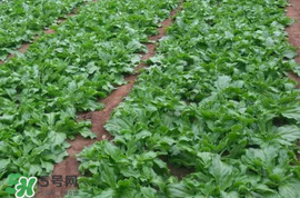 冰菜什么季節(jié)種植？冰菜怎么種植？