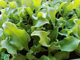 冰菜什么季節(jié)種植？冰菜怎么種植？