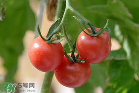 蝦爬子可以和西紅柿一起吃嗎？蝦爬和西紅柿能一起吃嗎？