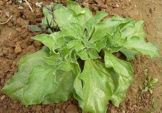 冰菜什么季節(jié)種植？冰菜怎么種植？