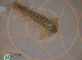 蝦爬子怎么保存？蝦爬子怎么保存才新鮮？