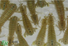 蝦爬子怎么保存？蝦爬子怎么保存才新鮮？