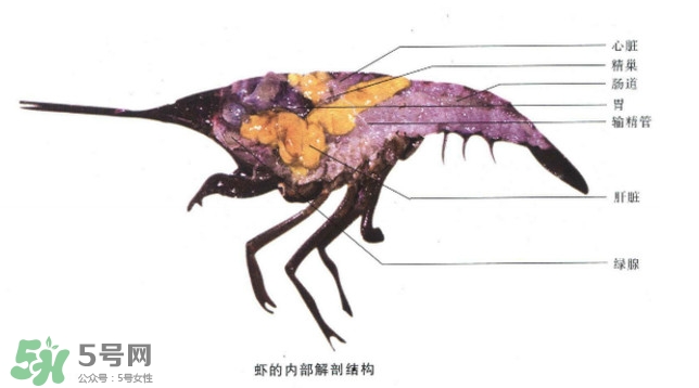 油燜大蝦怎么洗？油燜大蝦怎么清洗