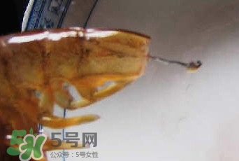 油燜大蝦怎么洗？油燜大蝦怎么清洗