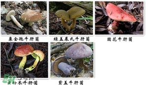 牛肝菌有毒嗎？有毒牛肝菌圖片