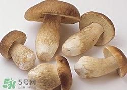 美味牛肝菌多少錢一斤？一斤牛肝菌多少錢？