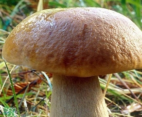 美味牛肝菌多少錢一斤？一斤牛肝菌多少錢？