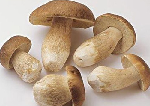 牛肝菌怎么吃？牛肝菌怎么做不會(huì)中毒